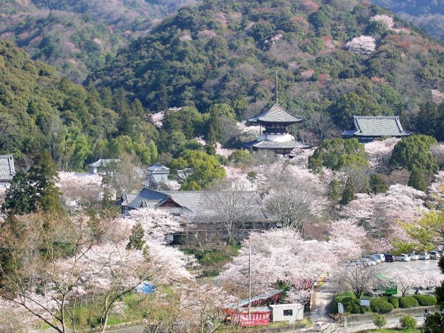 根來寺の桜・お花見