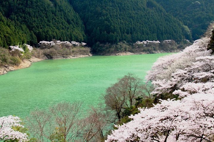 二川ダム湖畔の桜・お花見