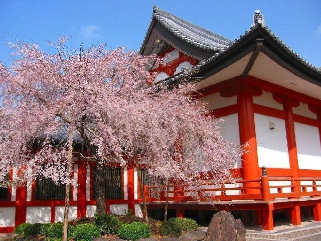 道成寺の桜・お花見
