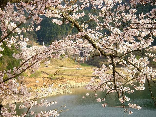 佐田地内（七川ダム）の桜・お花見