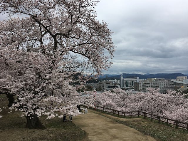 鳥取城跡・久松公園の桜・お花見