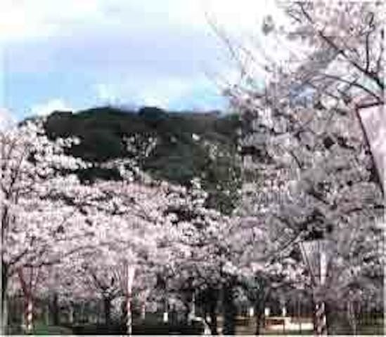 湊山公園の桜・お花見