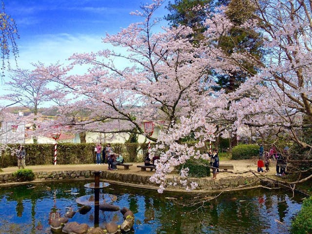 打吹公園の桜・お花見