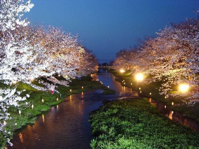 玉湯川桜並木、玉湯川姫桜の桜・お花見