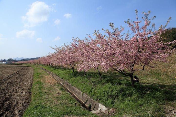 春殖地区赤川沿い　河津桜の桜・お花見