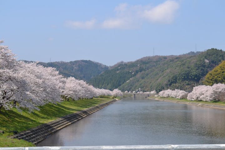 三刀屋河川敷公園周辺（御衣黄）の桜・お花見