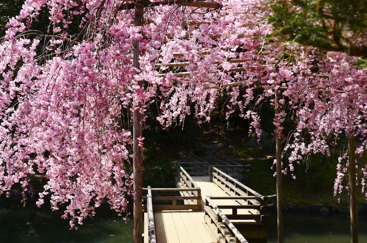 岡山後楽園の桜 お花見 アソビュー