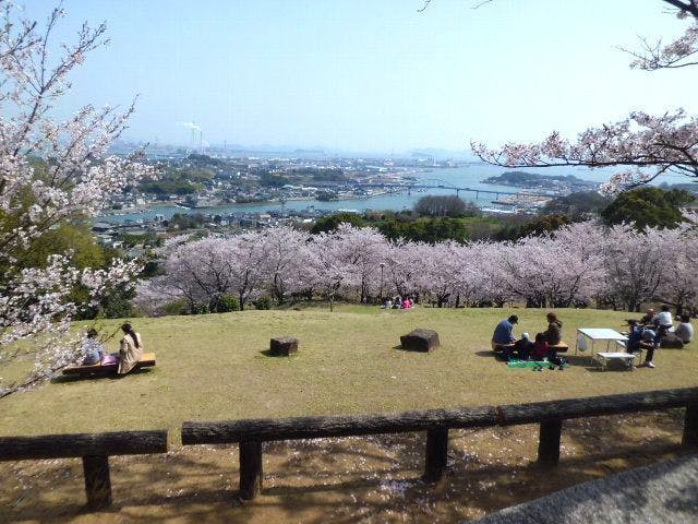円通寺公園の桜・お花見