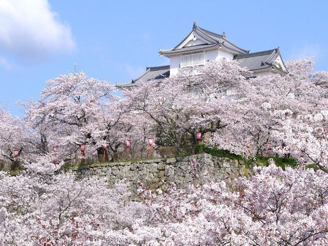 津山城（鶴山公園）の桜・お花見