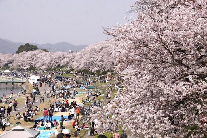 旭川さくら道の桜・お花見