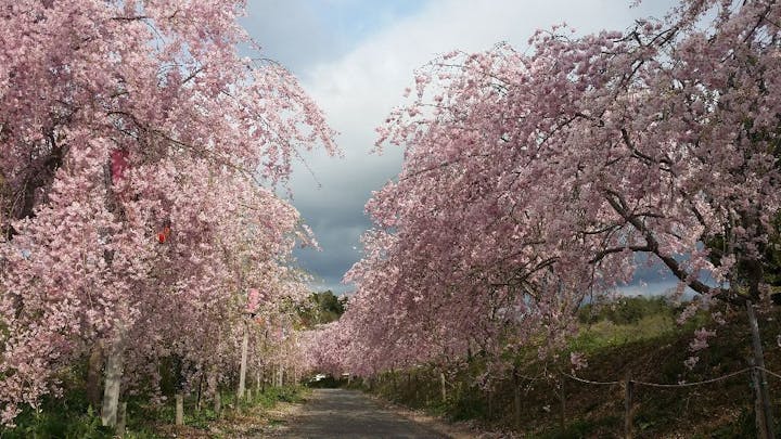 たけべの森公園の桜・お花見