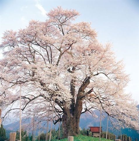 醍醐桜の桜・お花見