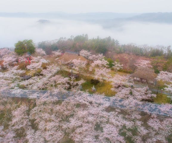 三休公園の桜・お花見