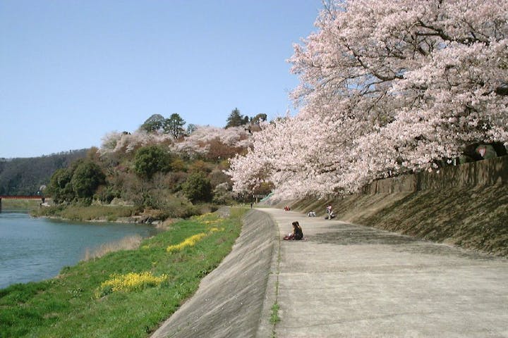 尾関山公園の桜・お花見