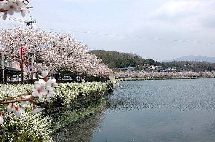 上野公園の桜 お花見 アソビュー