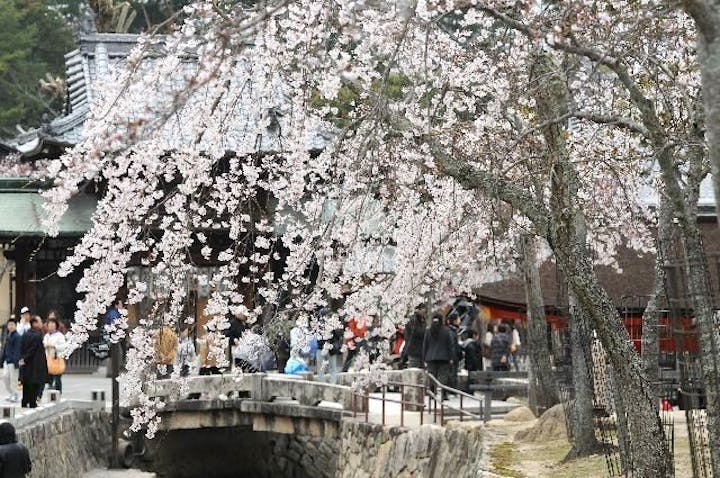 宮島の桜・お花見