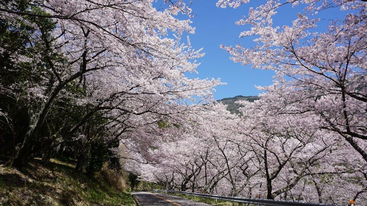 瀬戸内海国立公園　野呂山の桜・お花見