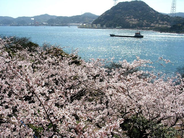 火の山公園の桜・お花見