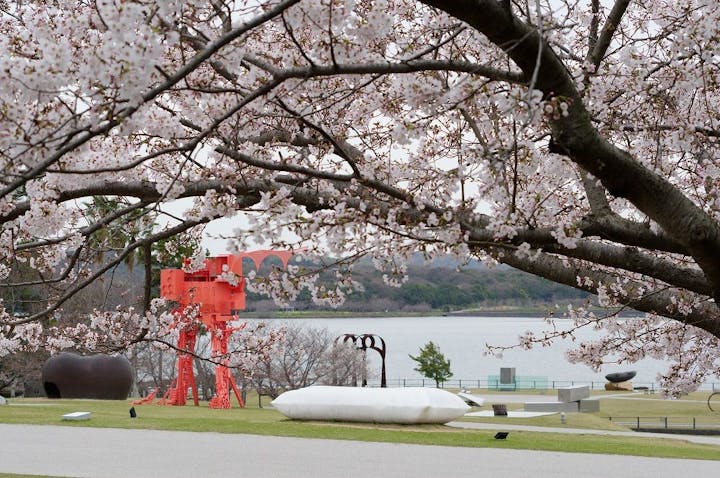 ときわ公園の桜・お花見
