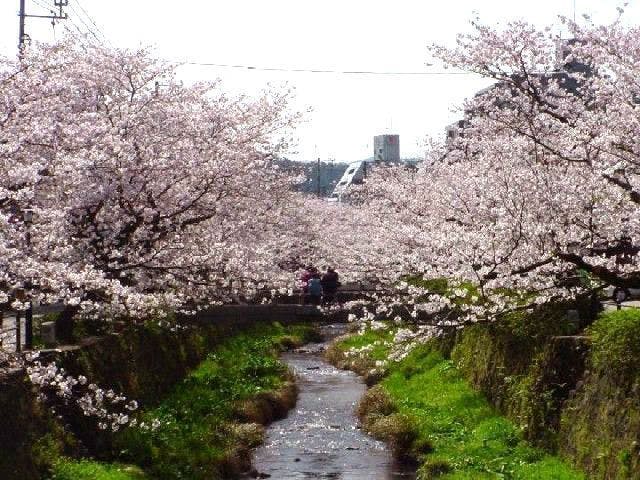 一の坂川（後河原）の桜・お花見