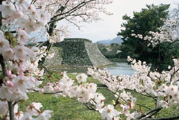 萩城跡　指月公園の桜・お花見