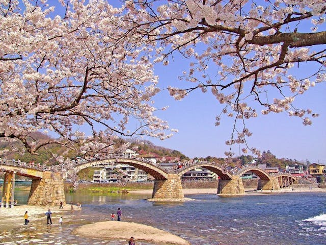錦帯橋河畔の桜・お花見