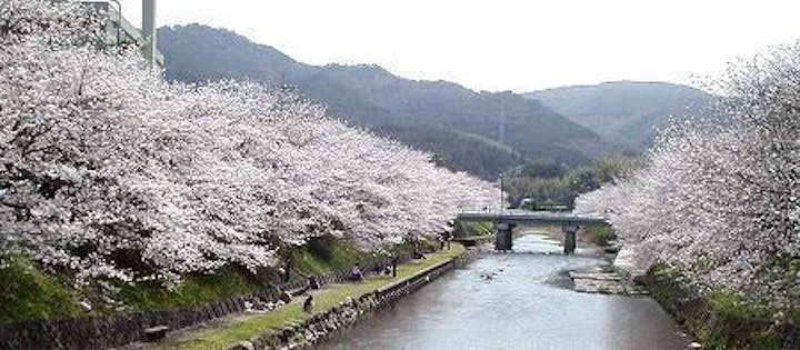 美祢さくら公園の桜・お花見