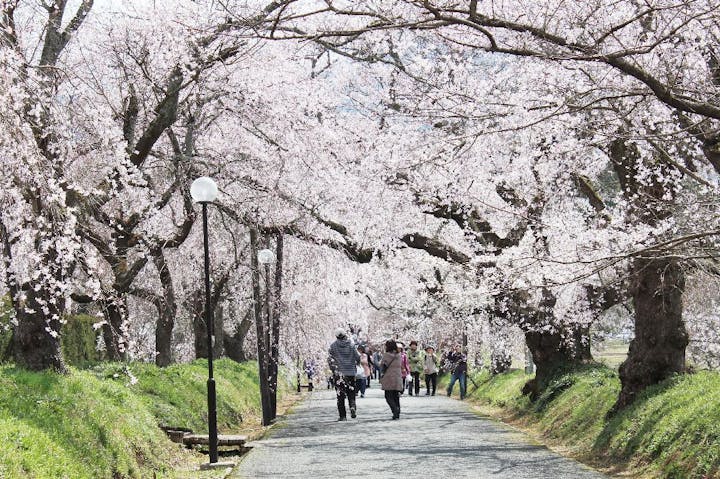 徳佐八幡宮の桜・お花見