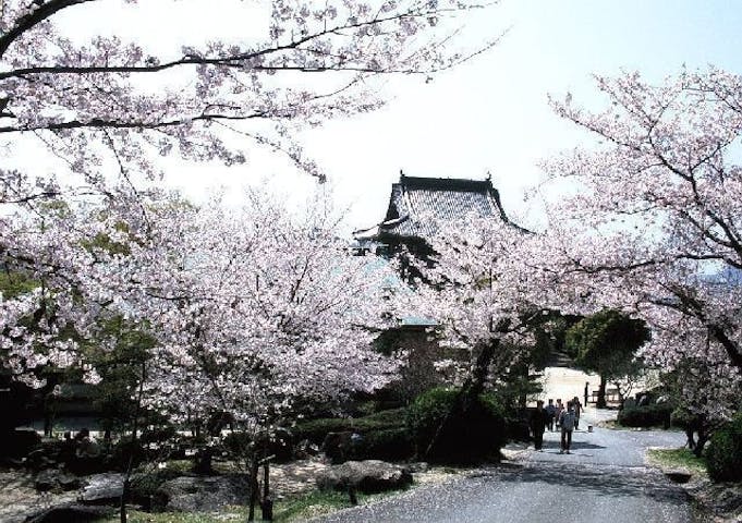 防府天満宮（天神山公園）の桜・お花見