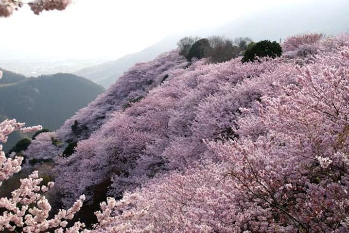 八百萬神之御殿の桜・お花見