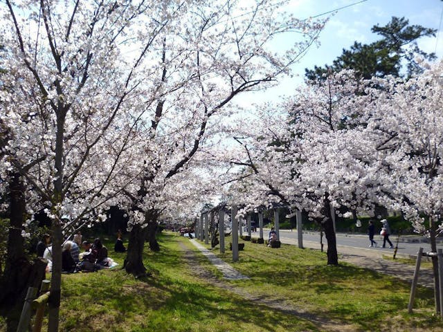 琴弾公園の桜・お花見