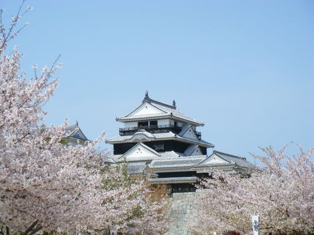 松山城山公園の桜・お花見