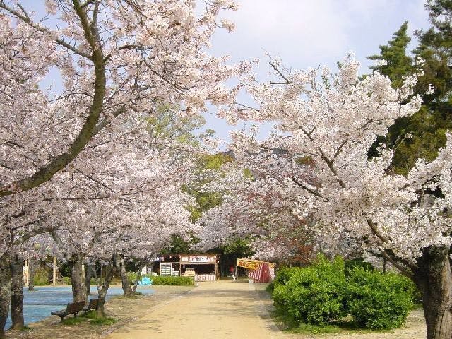 道後公園の桜・お花見