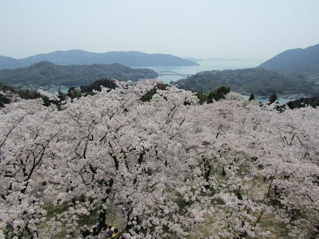 開山公園の桜・お花見