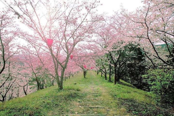 南レク大森山公園・桜園の桜・お花見