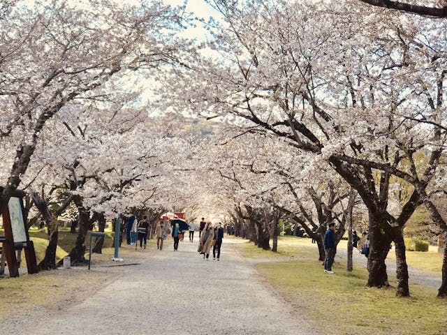 鏡野公園の桜・お花見