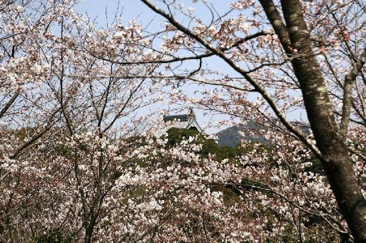 為松公園の桜・お花見