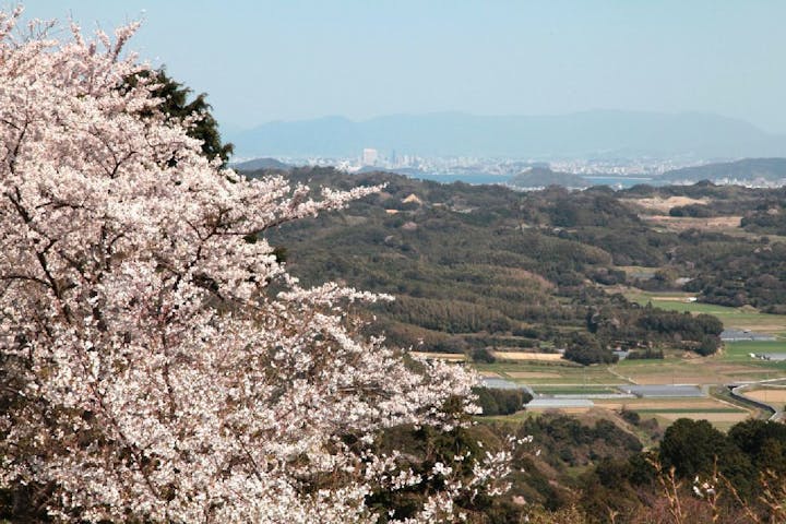 火山瑠璃光寺の桜・お花見