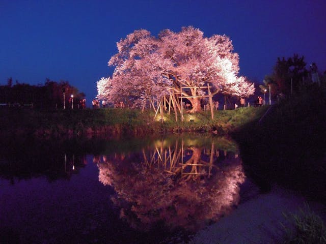 浅井の一本桜の桜・お花見