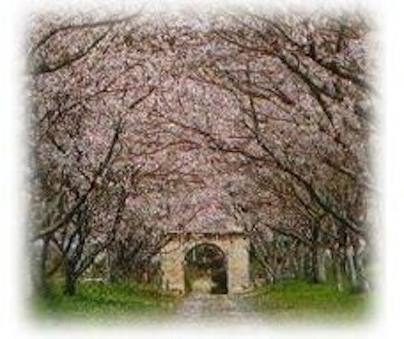 円応寺参道の桜・お花見