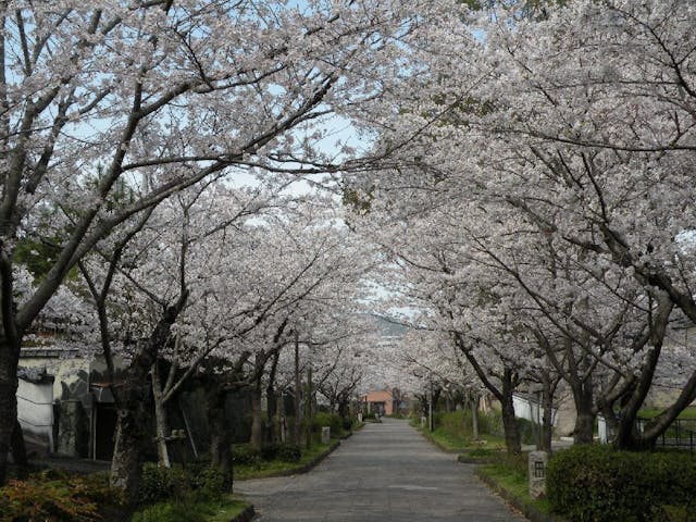 旭ヶ岡公園の桜・お花見