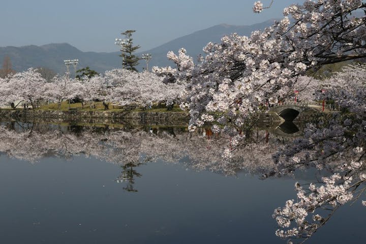 小城公園の桜・お花見