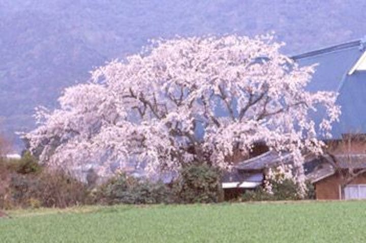 宝珠寺ヒメシダレ桜の桜・お花見