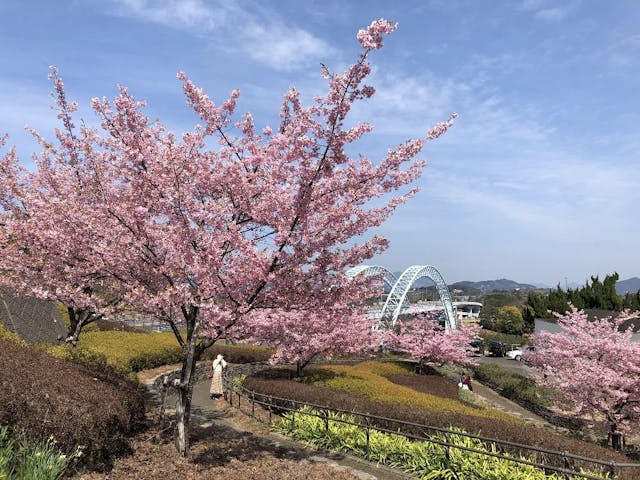 長崎県立西海橋公園の桜・お花見