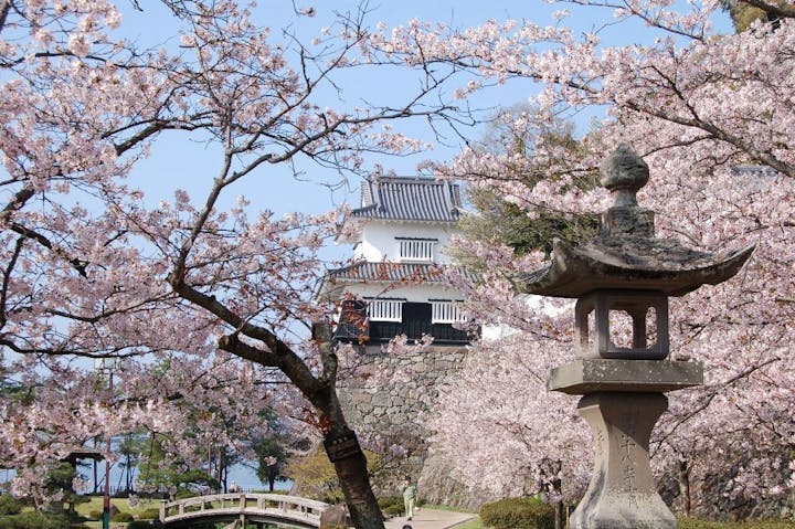 大村公園（玖島城跡）の桜・お花見
