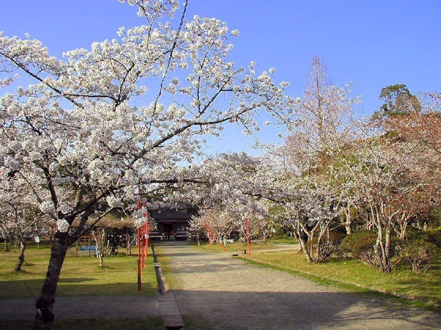 人吉城跡の桜・お花見