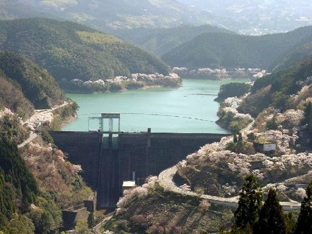 市房ダム湖周辺の桜・お花見