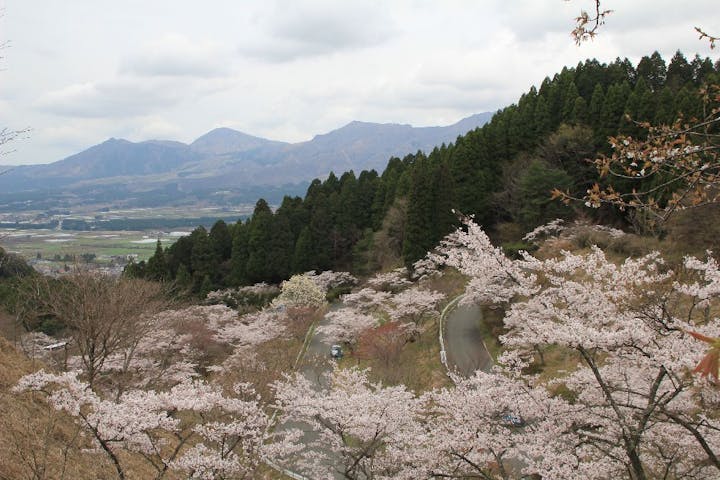 高森峠（高森自然公園）の桜・お花見