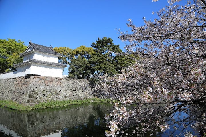 大分城址公園の桜 お花見 アソビュー