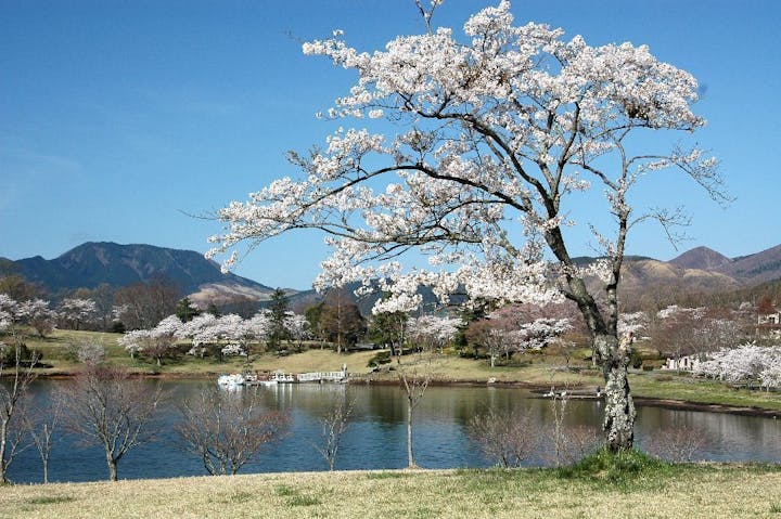 志高湖の桜・お花見